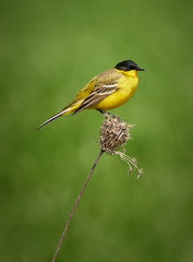 Black headed western yellow wagtail