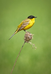 Black headed western yellow wagtail
