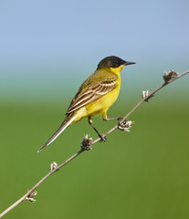 Obraz premium Black headed western yellow wagtail