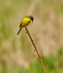 Black headed western yellow wagtail