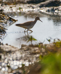 Sandpiper by the water