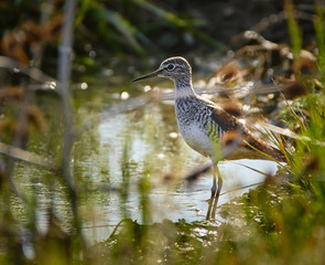 Sandpiper by the water
