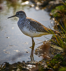 Sandpiper by the water