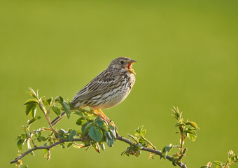 Corn bunting on a bush