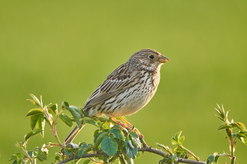 Corn bunting on a bush