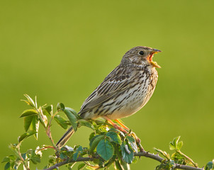Corn bunting on a bush