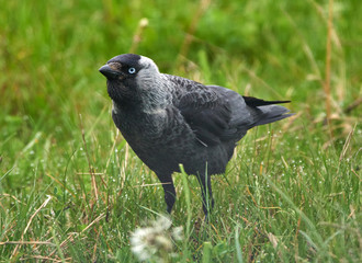 Western jackdaw in grass
