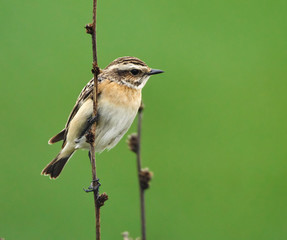 Whinchat perched on a twig