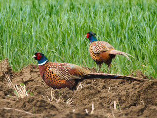 Pheasant in the countryside