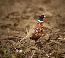 Pheasant in the countryside