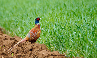 Pheasant in the countryside