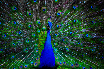 peacock with spread wings