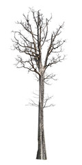Fototapeta na wymiar big tree die isolate on white background