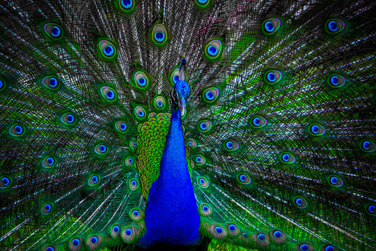 Fototapeta peacock with spread wings