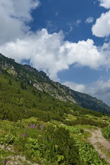 Fototapeta na wymiar Mountain top overgrown with coniferous forest and glade on the ecological walk toward Maliovitza peak in Rila mountain, Bulgaria 