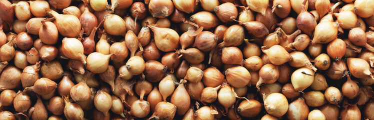 Bunch of fresh onions. Background, texture. Panorama. Banner.