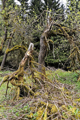 Algae formed on the trees and tree stump