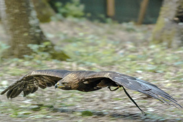 golden eagle