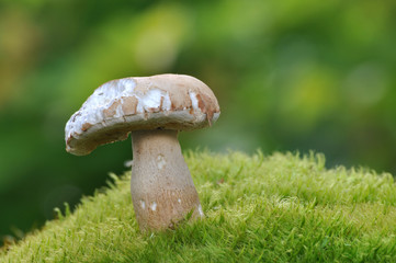 Boletus edulis or cep, penny bun, porcino, or king bolete. Mushroom porcino or cep in it's natural habitat. Edible mushroom boletus edulis in forest