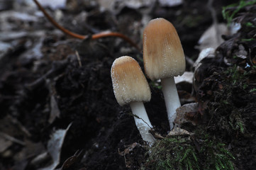 Coprinus xanthothrix Fungi, two mushrooms growing in a dark forest