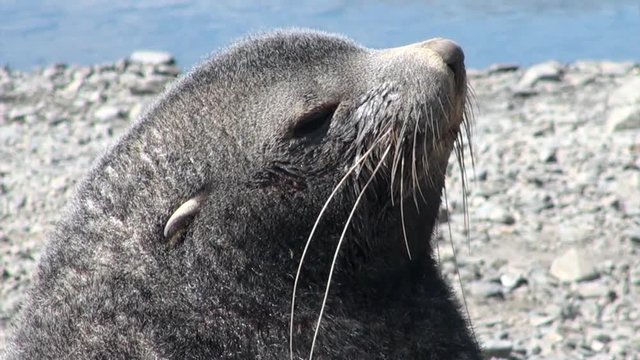 Head of seals close up on beach of the Falkland Islands in Antarctica. Predatory hunting wiped out a lot of pinnipeds. Coast of cold ocean on background of snowy mountains. Wild nature.