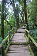 old wooden footpath through the forest