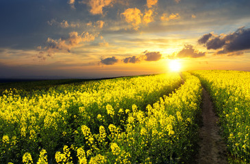Blossoming rapeseed field leading to the beautiful sunset sky - obrazy, fototapety, plakaty