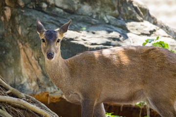 Image of a deer on nature background. wild animals.