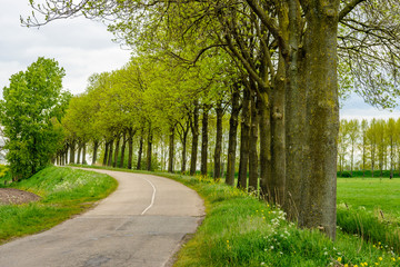Rows of tall trees with budding young leaves in a rural landscape
