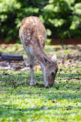 Image of a deer on nature background. wild animals.