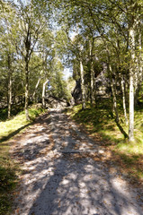 Fototapeta premium Shadow of trees on dirt road