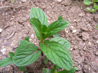 Natural mint paintings in the garden, wild mint and mint paintings,
