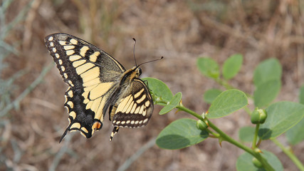 Common Yellow Swallowtail