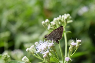 Indian Palm Bob seeking nectar on white flower in field with natural green background ,Suastus gremius ,Gray butterfly with black and white spots on  wing
