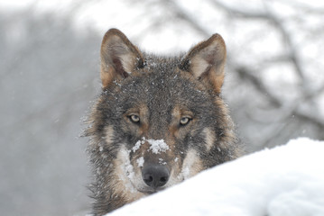 Naklejka premium Wolf im Schnee