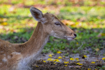Image of a deer on nature background. wild animals.