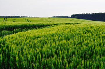 Wheat field