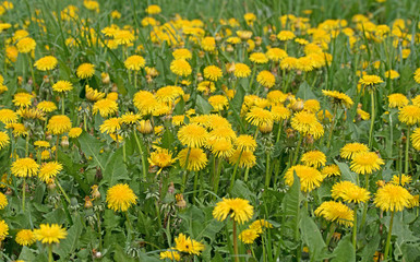 Obraz premium Löwenzahn, Taraxacum, Wiese