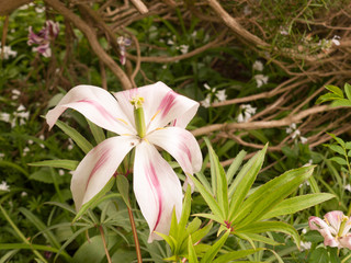 a lovely magnolia coloured flower on the ground of the garden outside spring