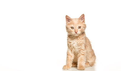 Fototapeta premium The cat on white background