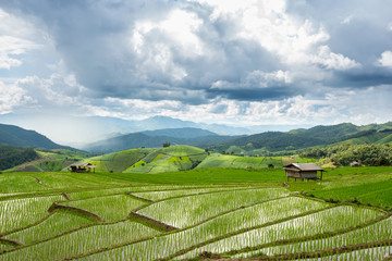 Rice fields on terraced of Pa Pong Pieng, Mae Chaem, Chiang Mai, Thailand - Vibrant color effect