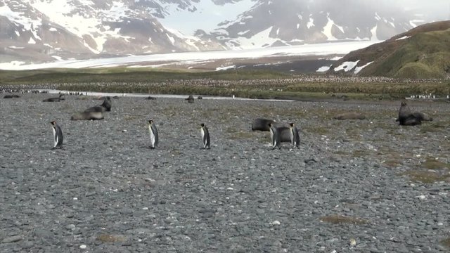 Penguins on background of snow mountains on Falkland Islands in Antarctica. Incredibly intelligent and dignified animals birds. Coast of cold ocean.