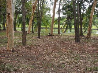 Trees and river in tropical garden