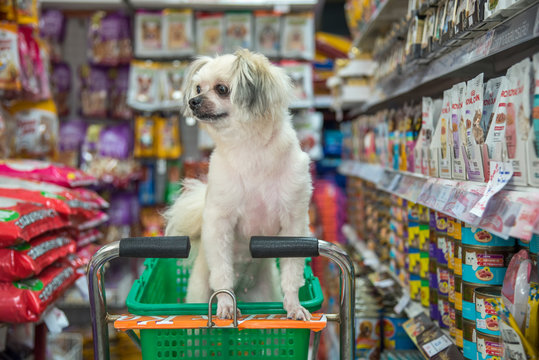 Dog so cute wait a pet owner at pet shop