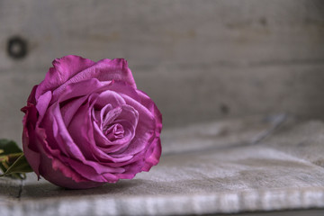 Einzelne Rose