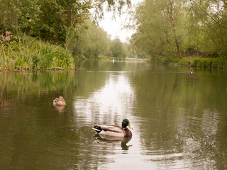 two female and male mallards close up on a river in spring light
