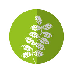 leafs plant decorative icon vector illustration design