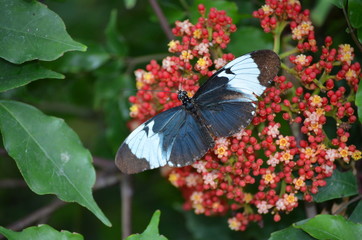 Schmetterling auf Blume