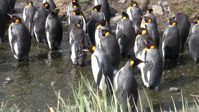 Imperial penguins in creek on background of green mountains of Falkland Islands. Incredibly intelligent and dignified animals birds. Coast of cold ocean.