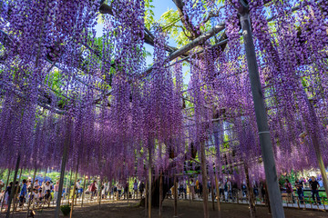 Fototapeta premium 藤の花